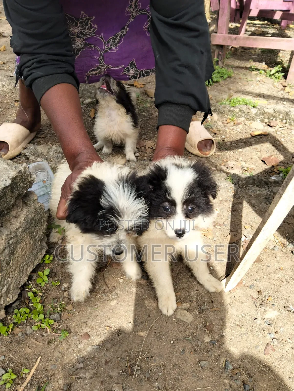 1+ year Male Mixed Breed Japanese Spitz