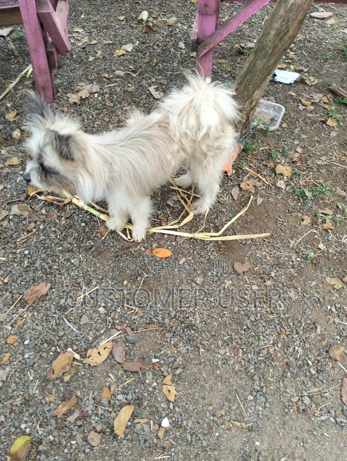 1+ year Male Mixed Breed Japanese Spitz