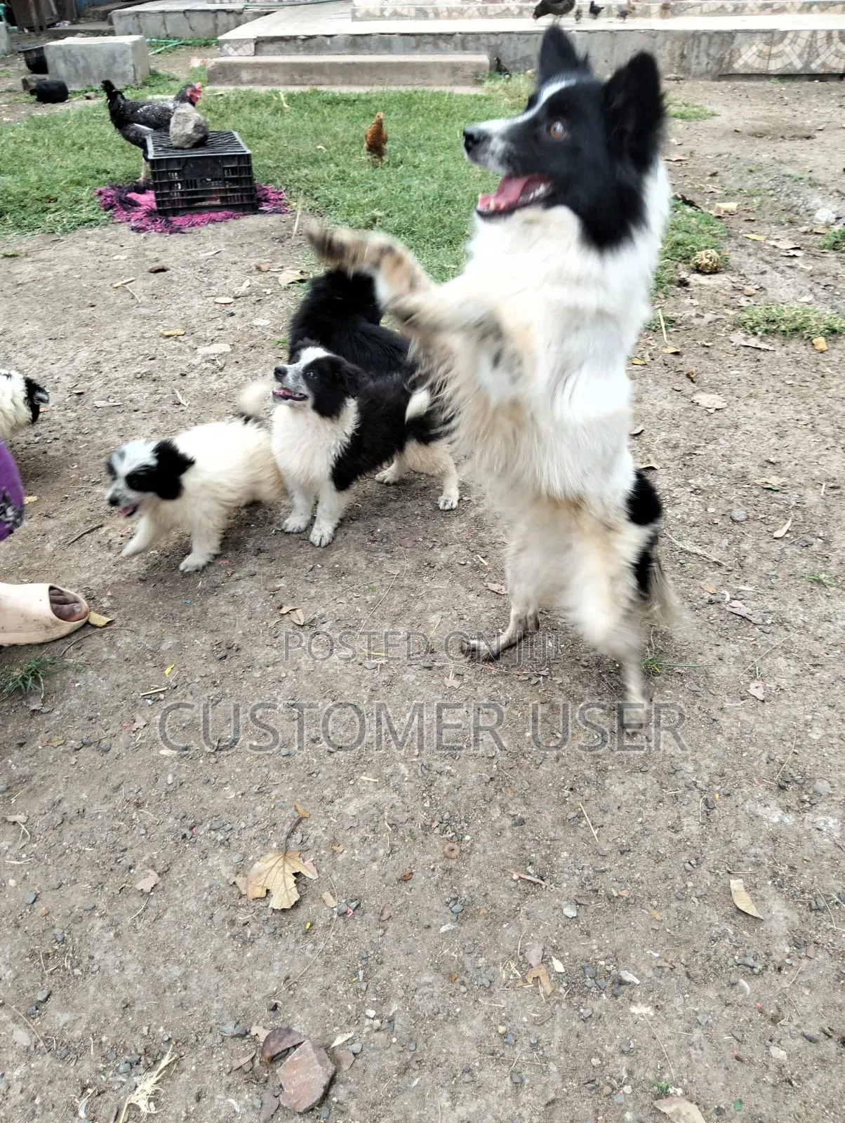 1+ year Male Mixed Breed Japanese Spitz