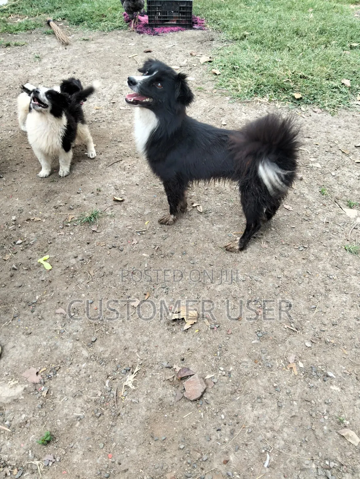 1+ year Male Mixed Breed Japanese Spitz