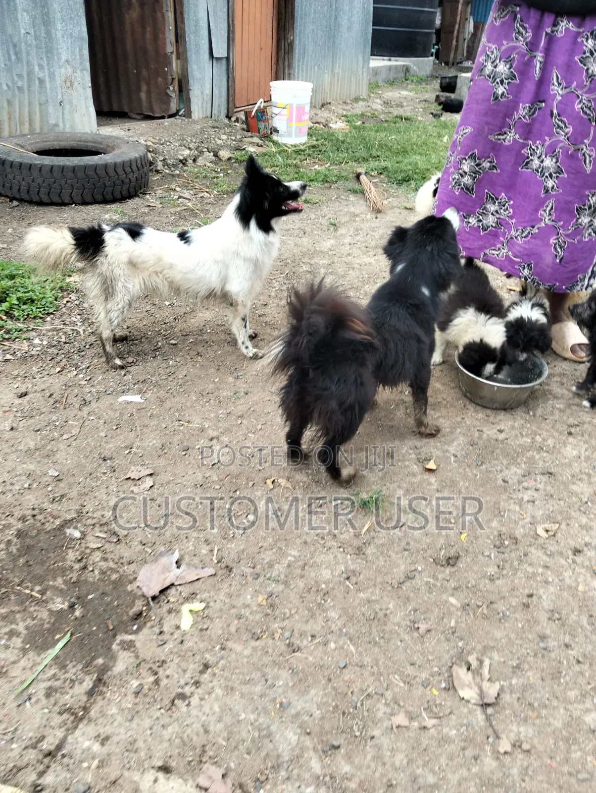 1+ year Male Mixed Breed Japanese Spitz