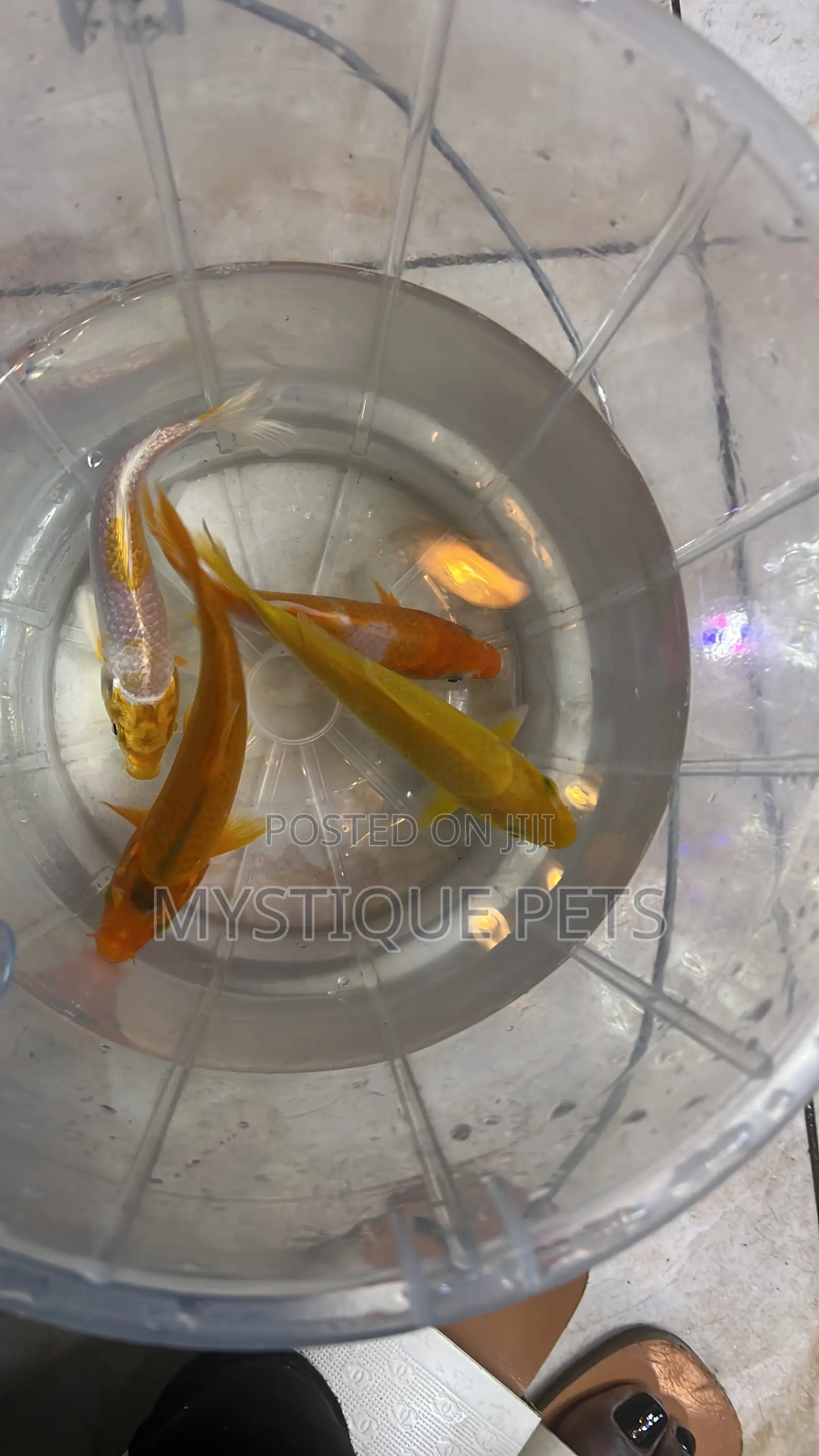 Koi Carp Fish