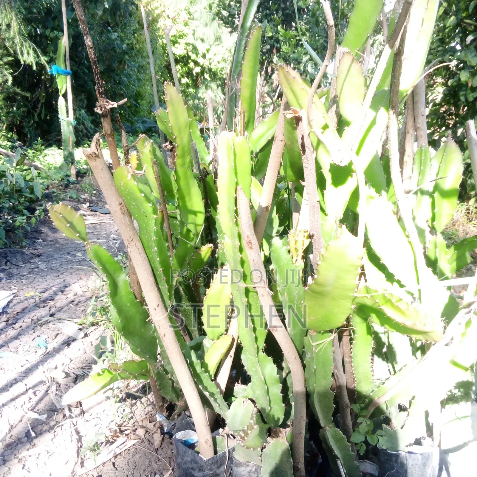 Dragon Seedlings