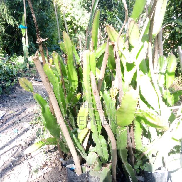 Dragon Seedlings - main view