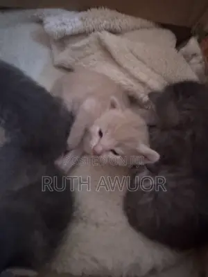 1-3 months Female Mixed Breed Cat