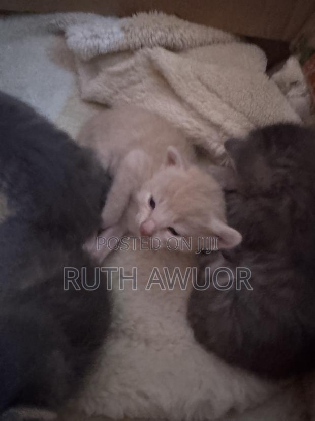 1-3 months Female Mixed Breed Cat