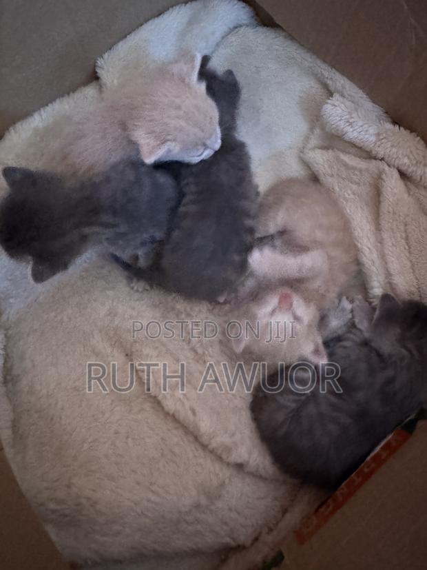 1-3 months Female Mixed Breed Cat - thumbnail 4