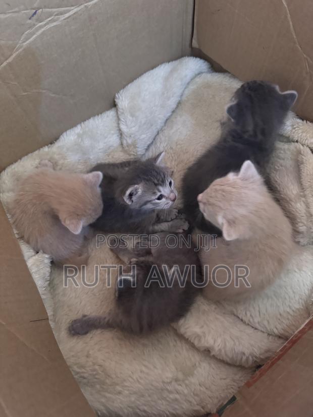 1-3 months Female Mixed Breed Cat - thumbnail 2