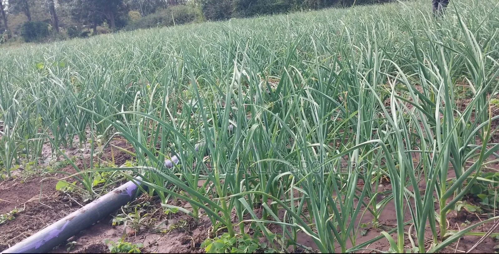 Garlic Seeds