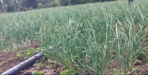 Garlic Seeds