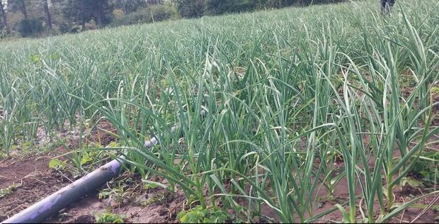 Garlic Seeds