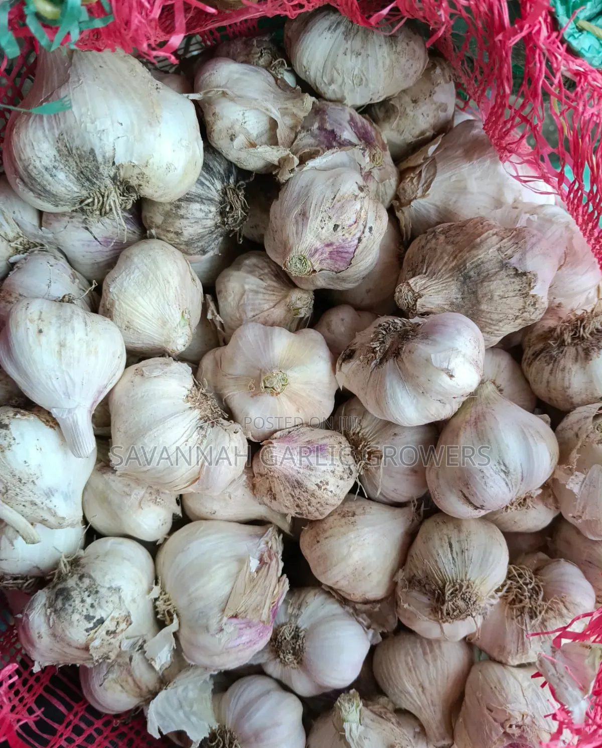 Garlic Seeds