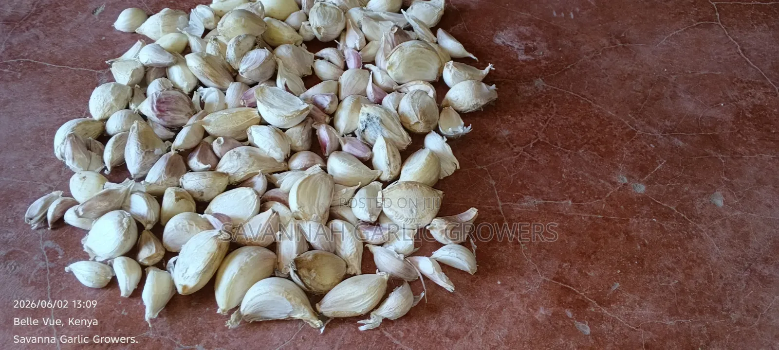 Garlic Seeds