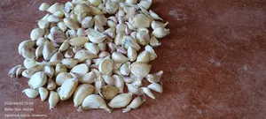 Garlic Seeds