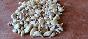 Garlic Seeds