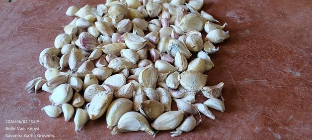 Garlic Seeds - thumbnail 4