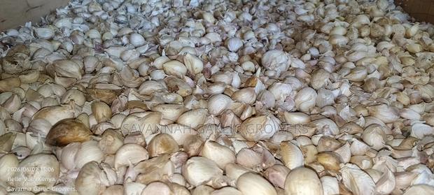 Garlic Seeds - thumbnail 5