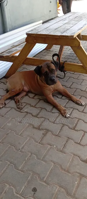 1+ year Male Purebred Boerboel