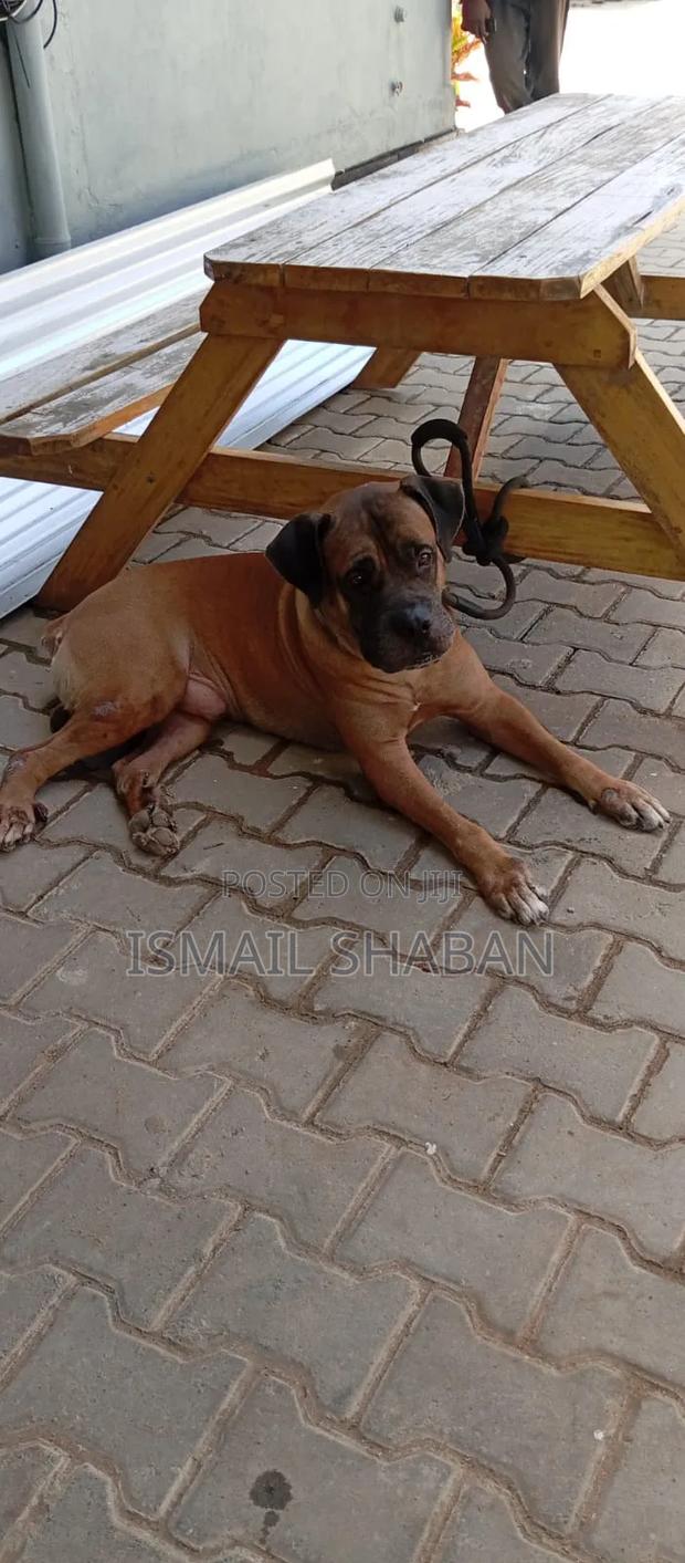 1+ year Male Purebred Boerboel