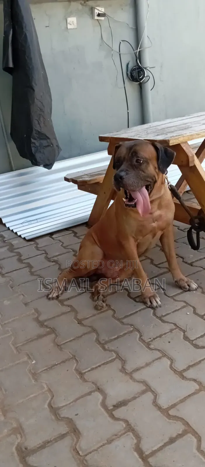 1+ year Male Purebred Boerboel