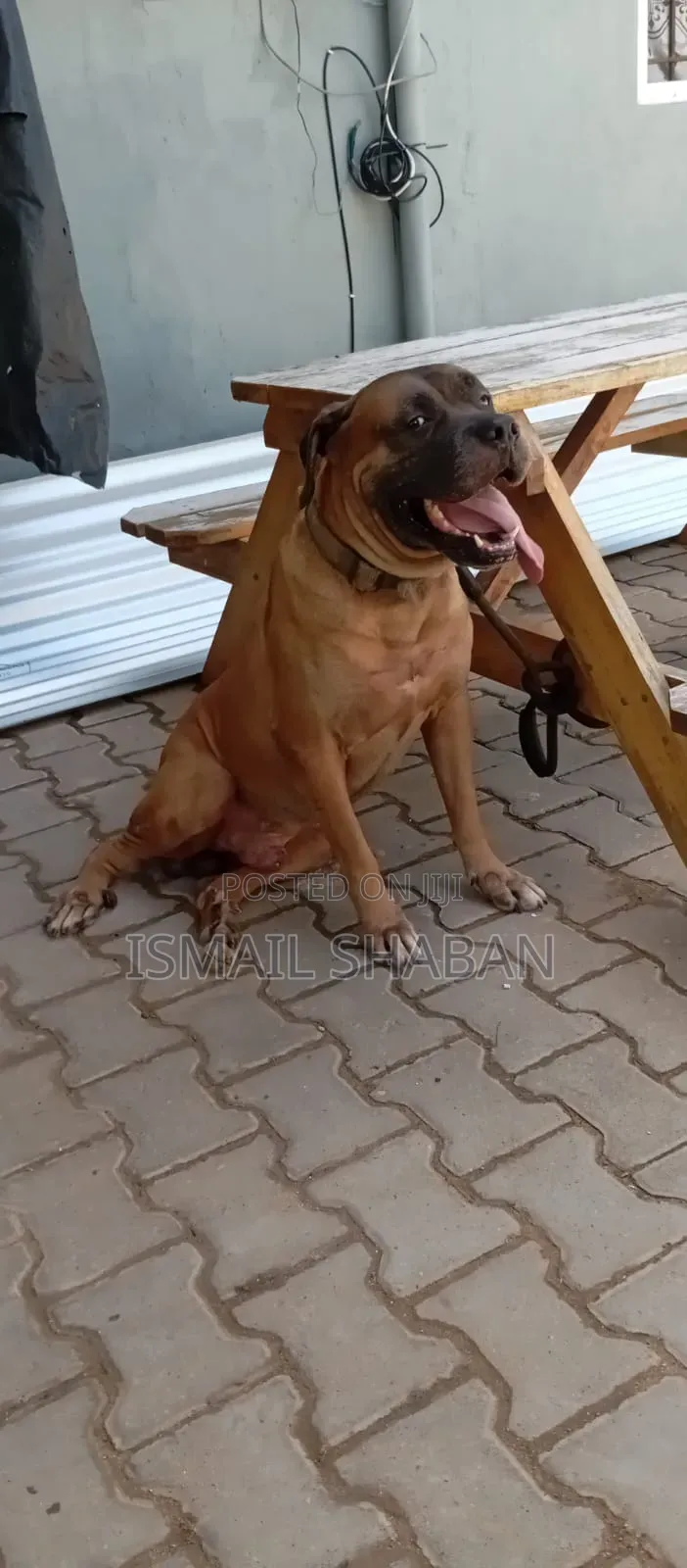1+ year Male Purebred Boerboel