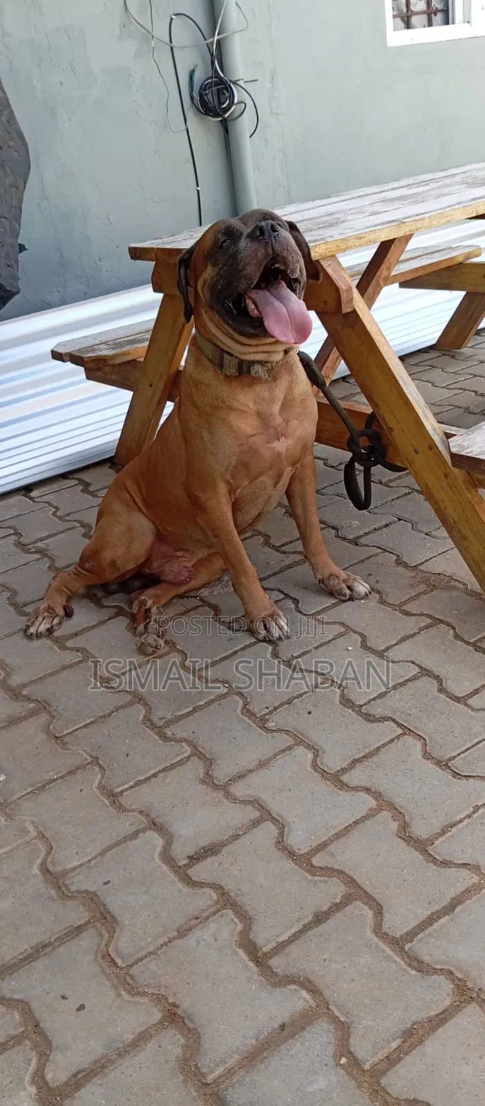 1+ year Male Purebred Boerboel