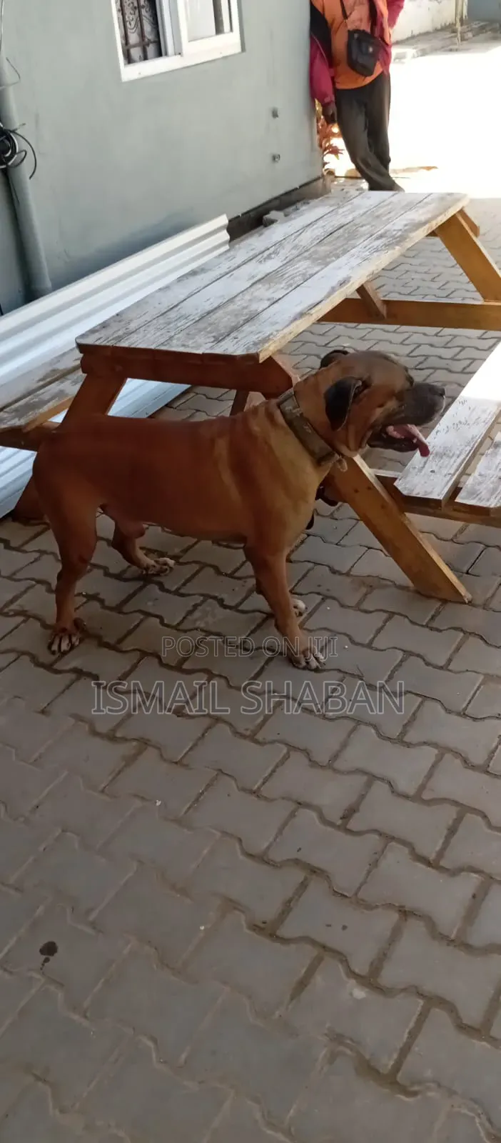 1+ year Male Purebred Boerboel