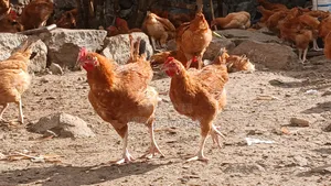 Poultry Farming