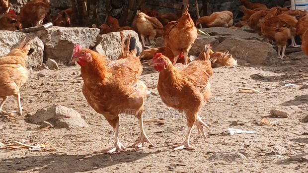 Poultry Farming - main view