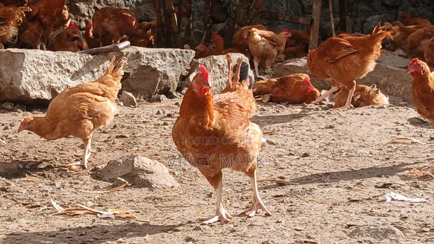 Poultry Farming - thumbnail 2