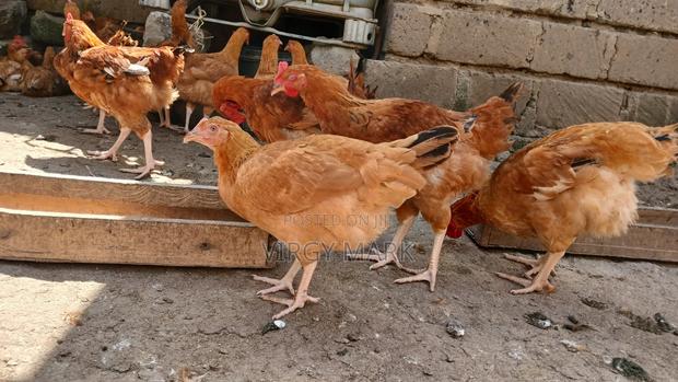 Poultry Farming - thumbnail 3