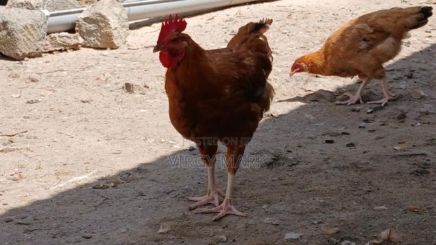 Poultry Farming - thumbnail 4