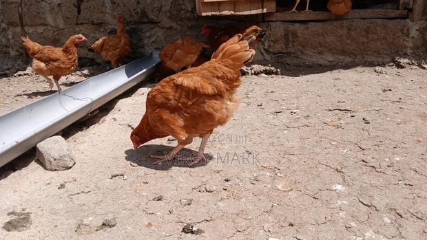 Poultry Farming - thumbnail 5