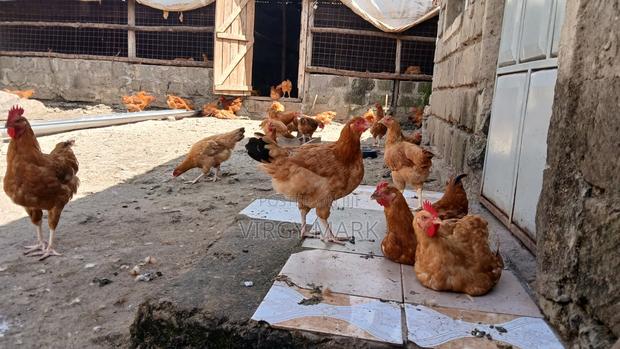 Poultry Farming - thumbnail 6