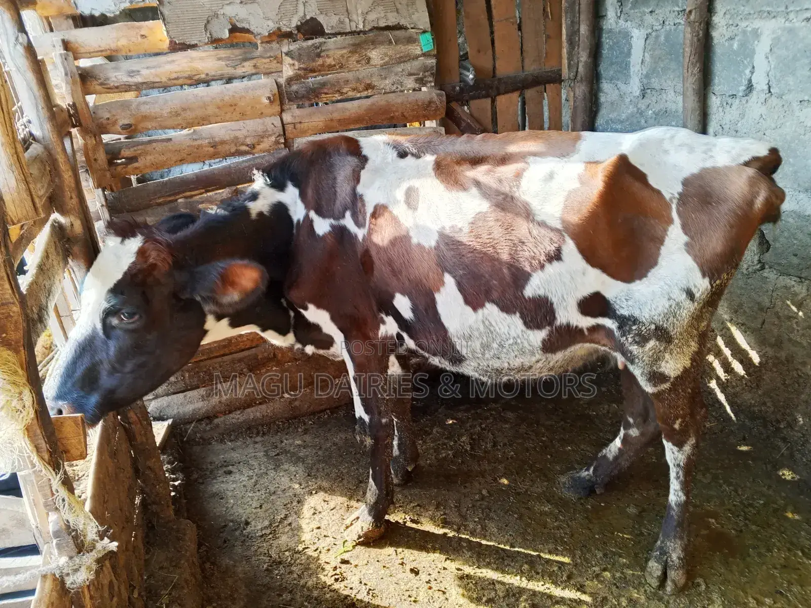 Ayshire Dairy Cow 