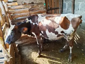 Ayshire Dairy Cow 