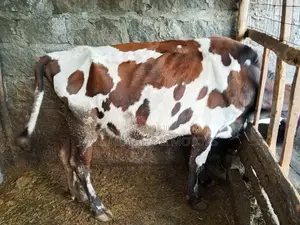Ayshire Dairy Cow 