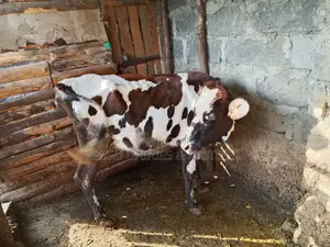 Ayshire Dairy Cow 
