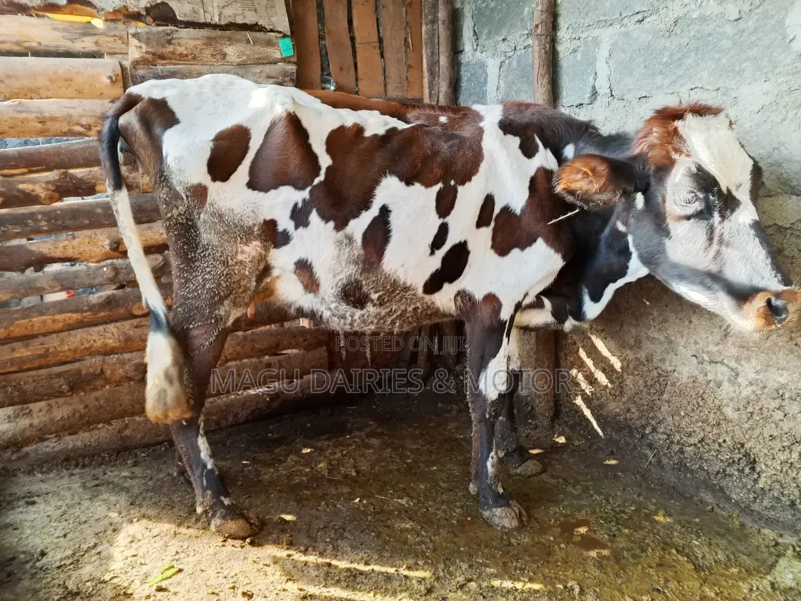 Ayshire Dairy Cow 