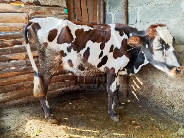 Ayshire Dairy Cow  - thumbnail 4