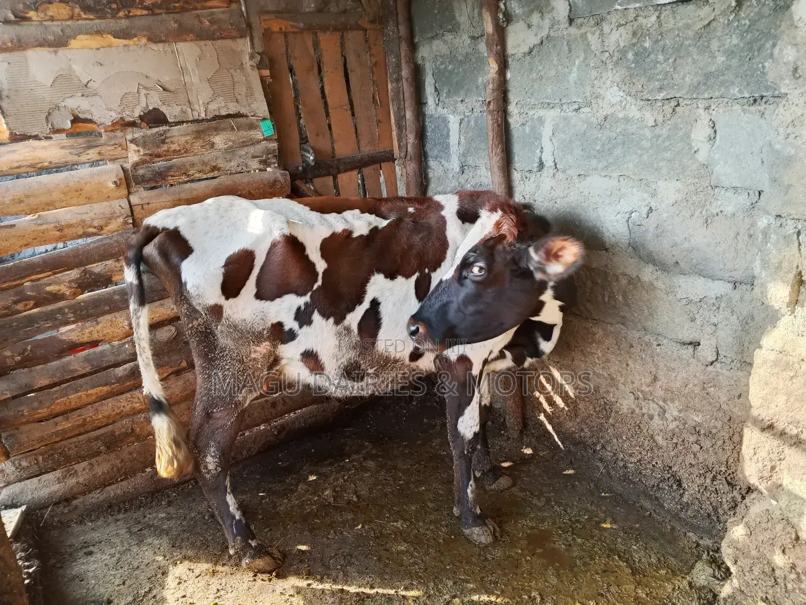 Ayshire Dairy Cow 