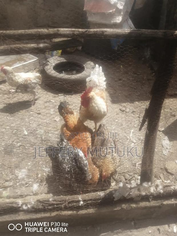 Poultry on Sale,
