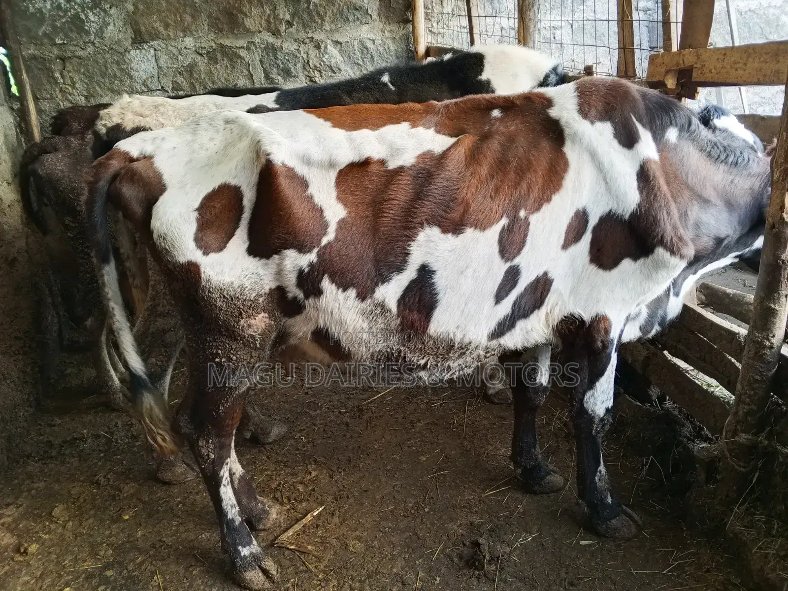Ayshire Dairy Cow 