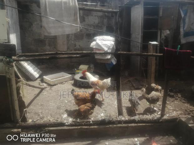 Poultry on Sale, - thumbnail 2