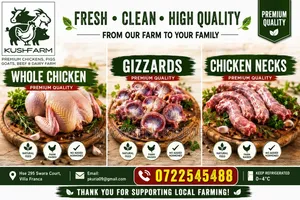 Graphic Design and Web Design Services