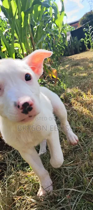 1-3 months Female Mixed Breed Dogo Argentino