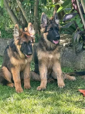 3-6 months Male Purebred German Shepherd
