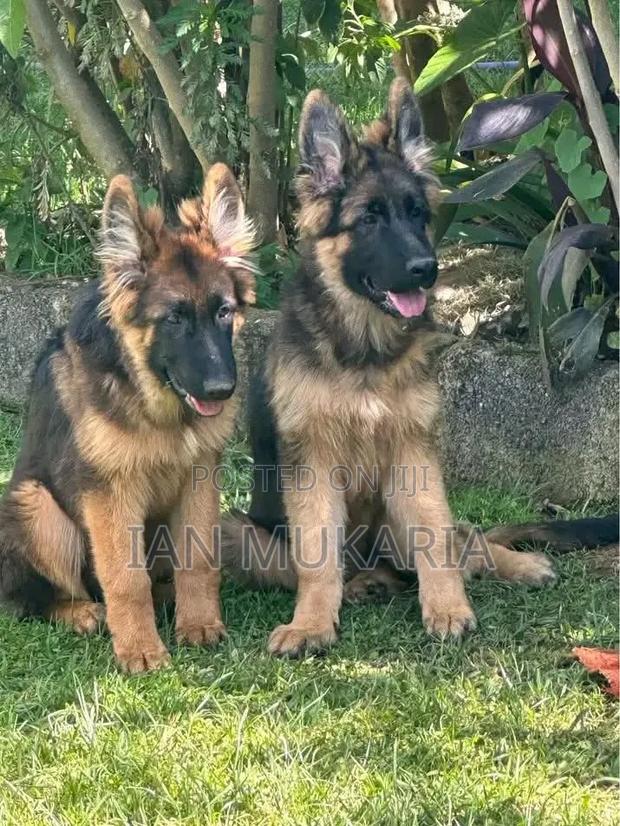 3-6 months Male Purebred German Shepherd