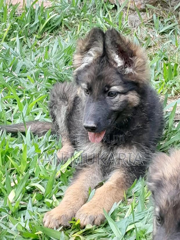 3-6 months Male Purebred German Shepherd - thumbnail 3
