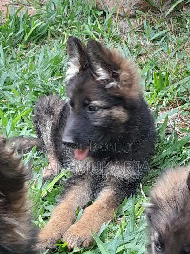 3-6 months Male Purebred German Shepherd - thumbnail 4